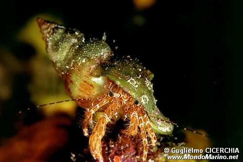 Paguro (Pagurus anachoretus)