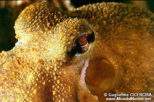 Polpo comune (Octopus vulgaris)