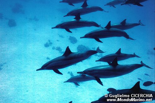 Stenella dal lungo rostro (Stenella longirostris)