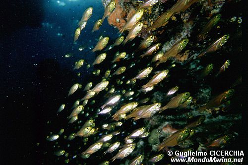 Pesce vetro (Parapriacanthus ransonneti)