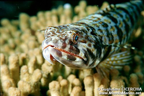 Pesce lucertola variegato (Synodus variegatus)