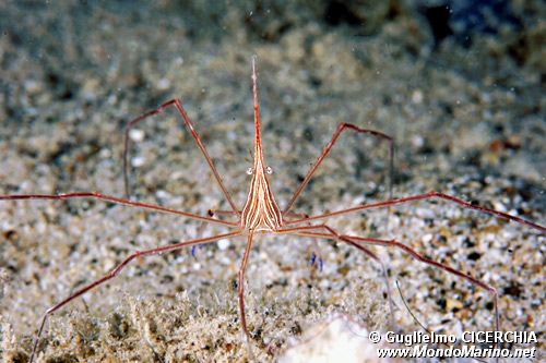 Granchio freccia (Stenorhynchus seticornis)