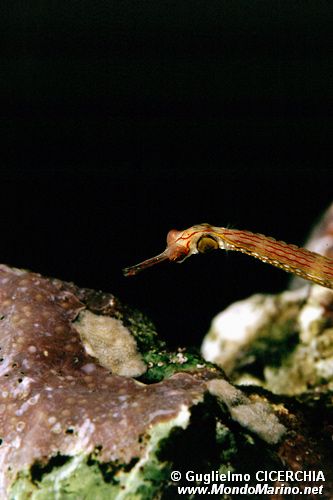 Pesce ago dal petto nero (Corythoichthys nigripectus)