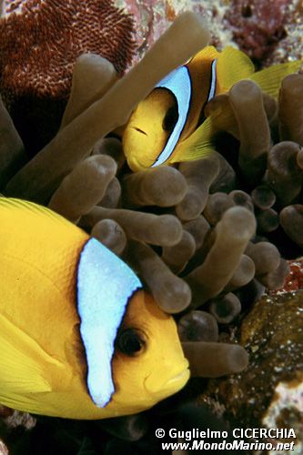 Pesce pagliaccio (Amphiprion bicintus)