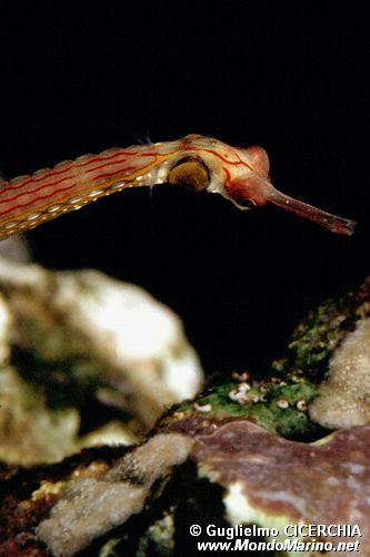 Pesce ago dal petto nero (Corythoichthys nigripectus)