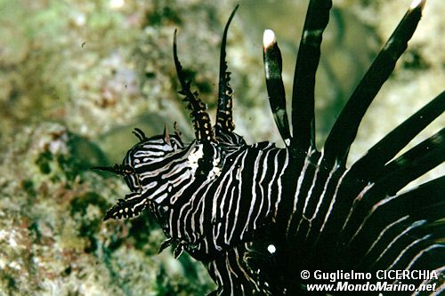 Pesce cobra (Pterois miles)