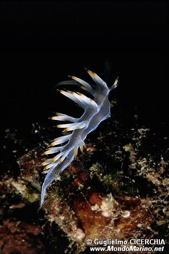 Flabellina bianca (Flabellina babai)