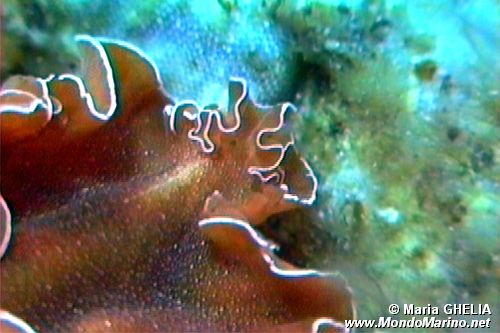 Platelminta (Yungia aurantiaca)