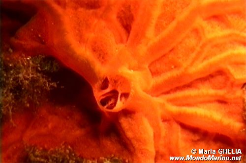 Spugna rossa (Spirastrella cunctatrix)