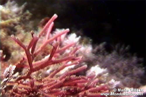 Alga calcarea (Amphiroa rubra)