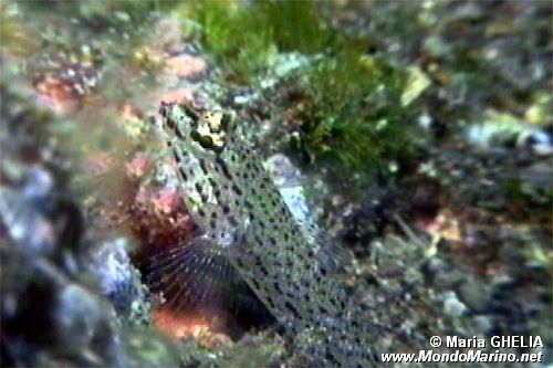 Ghiozzo rasposo (Gobius bucchichi)
