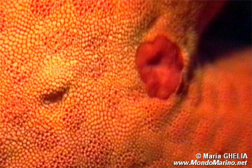 Stella arancio (Hacelia attenuata)
