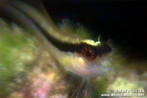 Bavosa bianca (Parablennius rouxi)