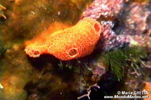 Sinascidia rossa (Polysyndraton lacazei)