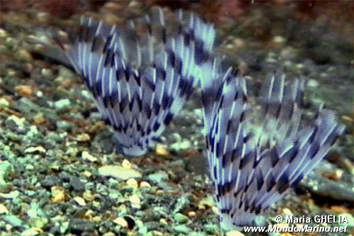 Verme pavone (Sabella penicillus)