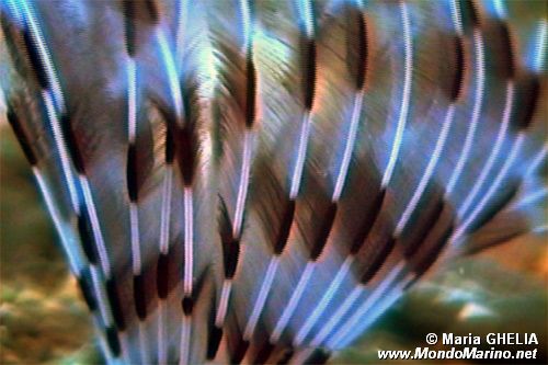 Verme pavone (Sabella penicillus)