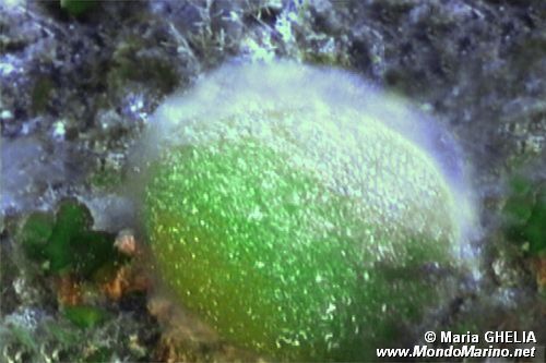 Palla verde (Codium bursa)