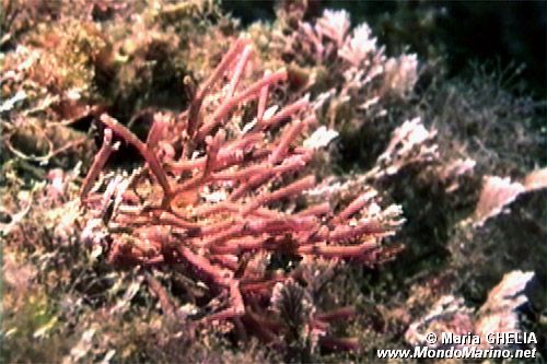 Alga calcarea (Amphiroa rubra)