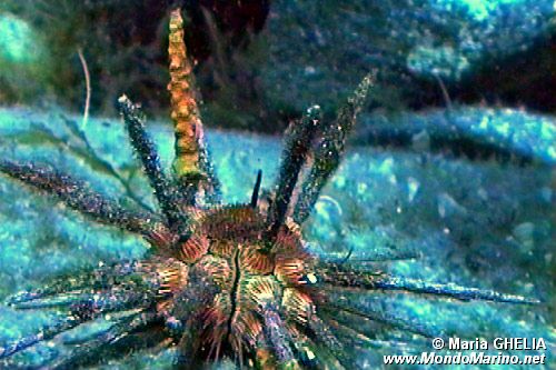 Riccio matita (Stylocidaris affinis)