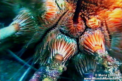 Riccio matita (Stylocidaris affinis)