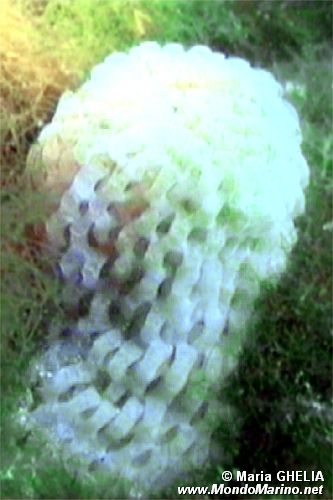 Casside (Phalium granulatum)