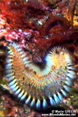 Anellide (Nepthys hystricis)