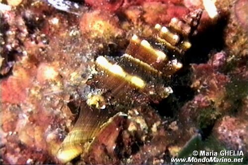 Fasciolaria (Fasciolaria ligniaria)