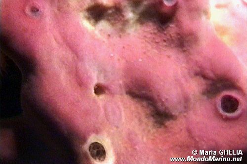 Spugna (Petrosia ficiformis)