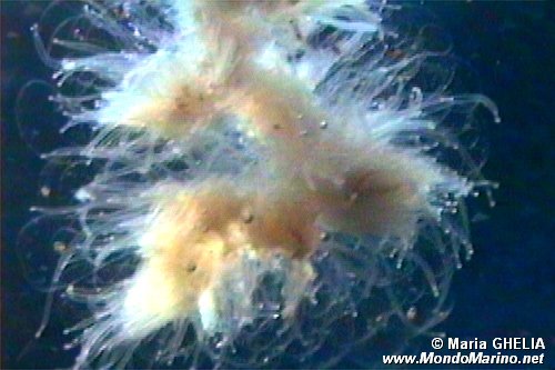 Macroplancton (Apolemia uvaria)