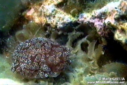 Bertella ocellata (Berthella ocellata)