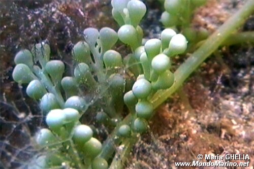 Caulerpa (Caulerpa racemosa)