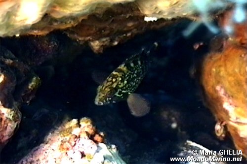 Cernia bruna (Epinephelus marginatus)