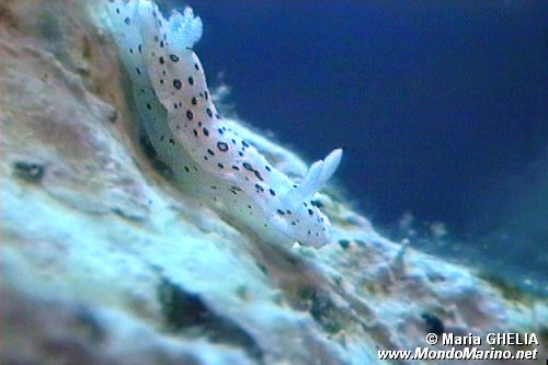 Cromodoride a pois rossi (Chromodoris elegantula)