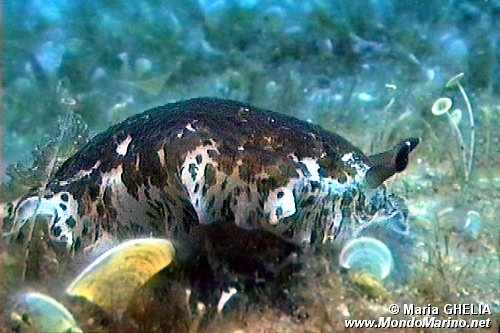 Dendrodoride fiorito (Dendrodoris grandiflora)