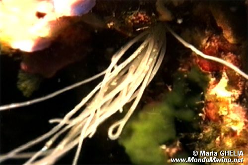 Verme tentacolato (Eupolymnia nebulosa)