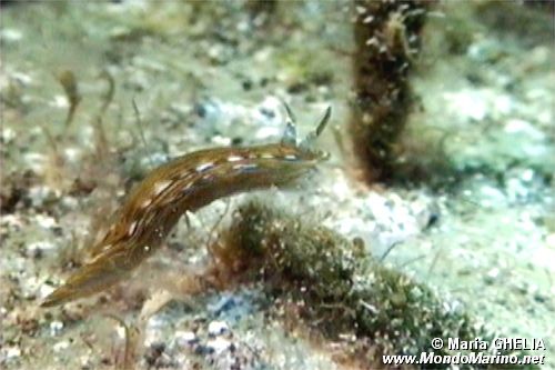 Doride di villafranca (Hypselodoris villafranca)