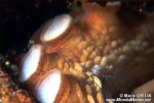 Polpo comune (Octopus vulgaris)