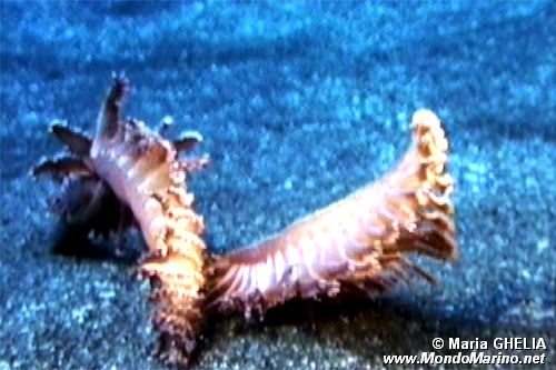 Pennatula rossa (Pennatula rubra)