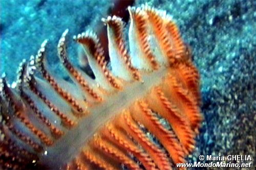 Pennatula rossa (Pennatula rubra)