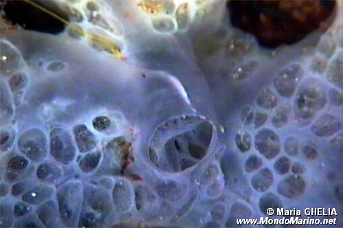 Spugna incrostante blu (Phorbas tenacior)