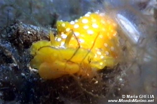 Fillidia mediterranea (Phyllidia flava)