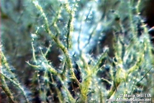 Alga rossa (N.d. n.d.)