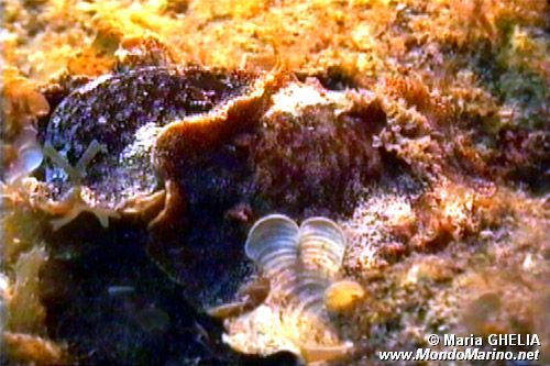 Doride argo (Platydoris argo)