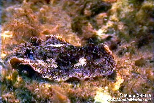 Doride argo (Platydoris argo)