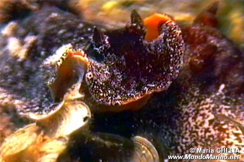 Doride argo (Platydoris argo)