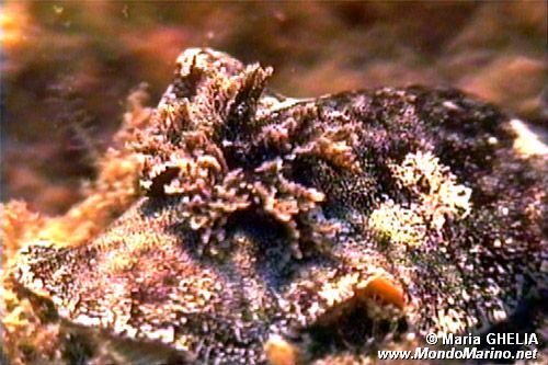 Doride argo (Platydoris argo)