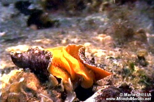 Doride argo (Platydoris argo)