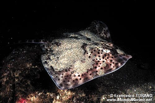 Razza (Raja montagui)