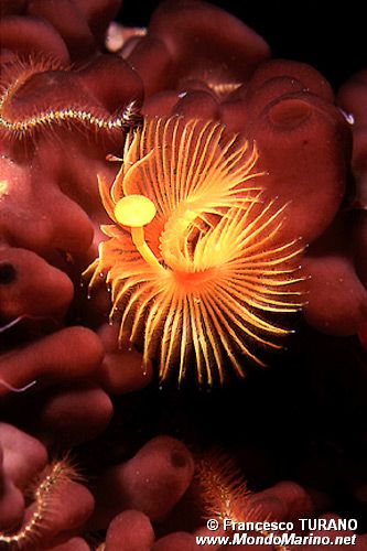 Serpula (Serpula vermicularis)