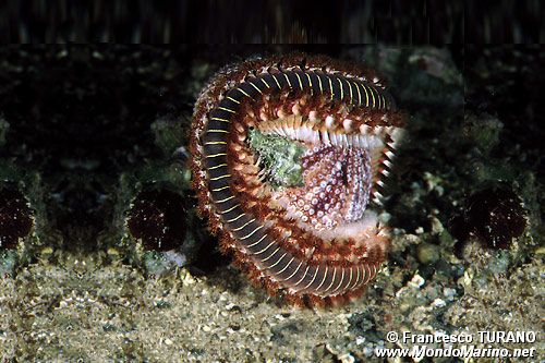 Vermocane (Hermodice carunculata)